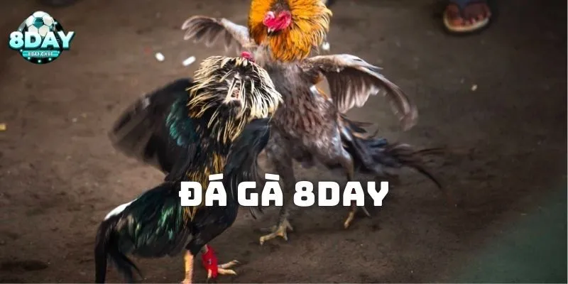 Cách Cá Cược Đá Gà - Hướng Dẫn Chi Tiết Cho Người Mới 2 8day luôn cung cấp những thông tin đá gà đầy đủ nhất