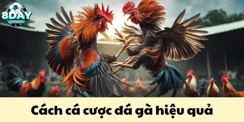 Cách Cá Cược Đá Gà - Hướng Dẫn Chi Tiết Cho Người Mới 3 Bí quyết vàng để áp dụng cách cá cược đá gà hiệu quả