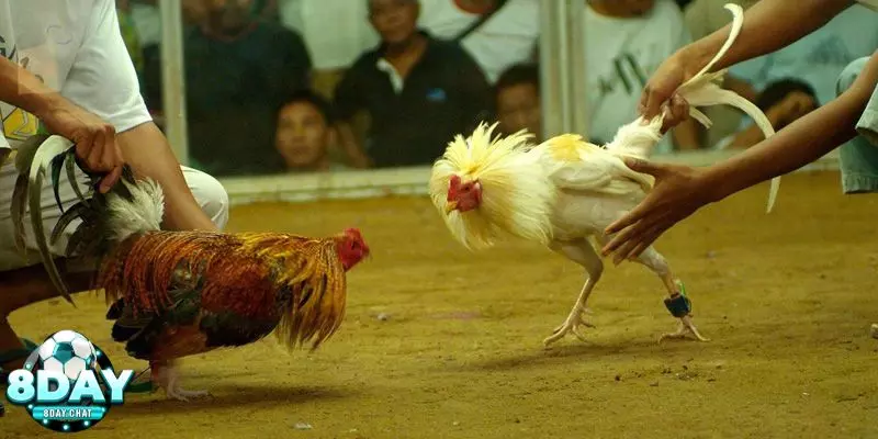 Đá Gà Cựa Dao - Hình Thức Chọi Gà Máu Chiến Số 1 Hiện Nay 1 Đá gà cựa dao trực tiếp là gì?