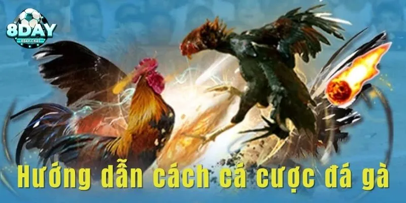 Cách Cá Cược Đá Gà - Hướng Dẫn Chi Tiết Cho Người Mới 1 Hướng dẫn cách cá cược đá gà chi tiết nhất