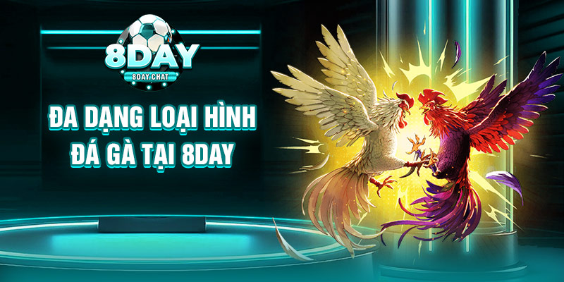 Đa dạng loại hình đá gà tại 8Day Đa dạng loại hình đá gà tại 8Day